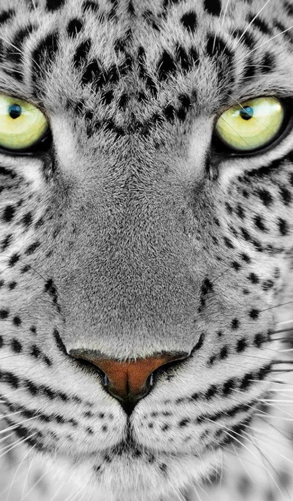 Большие выразительные глаза дикого животного