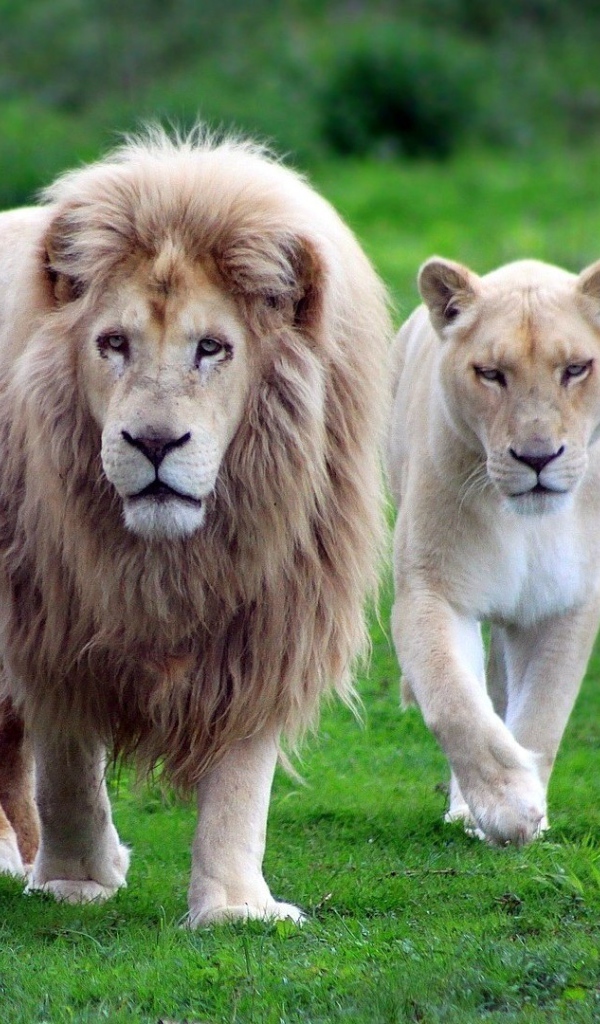 Лев со своими львицами