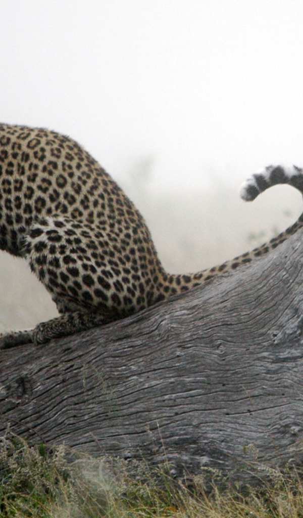 Леопард приводит себя в порядок