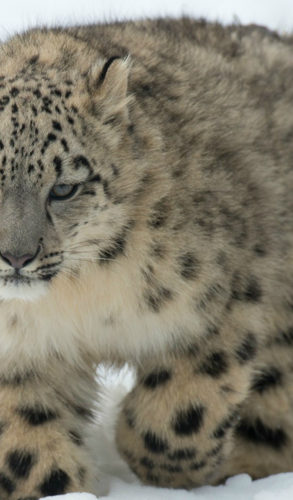 Барс идет по снегу