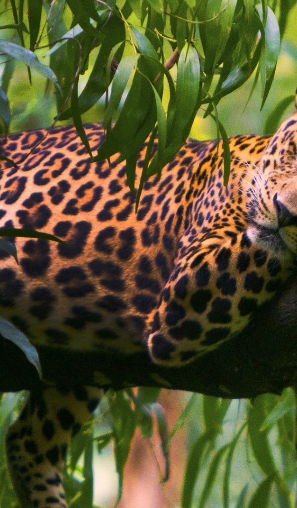 Леопард на ветке дерева