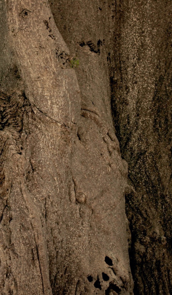 Леопард на неприступной скале