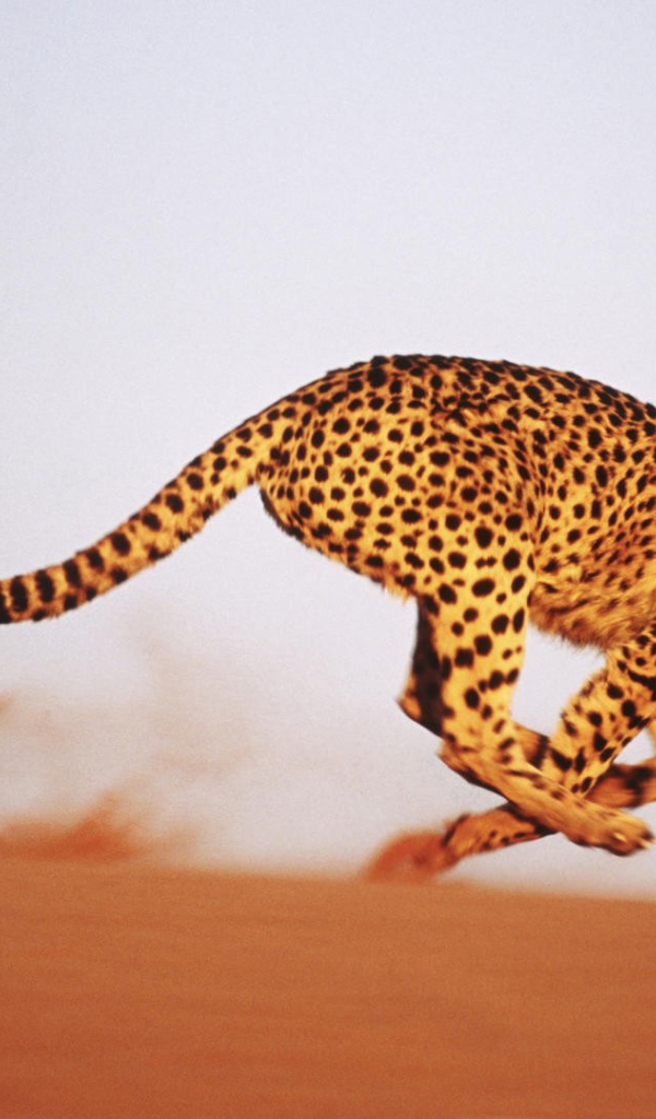 Леопард бежит по песку
