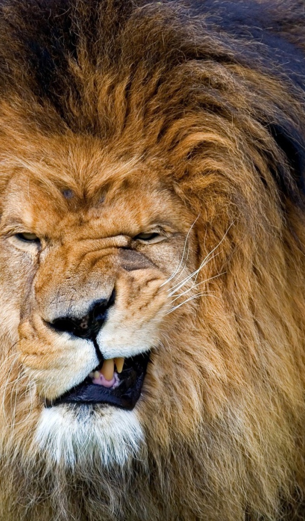 Лев прикусил язык