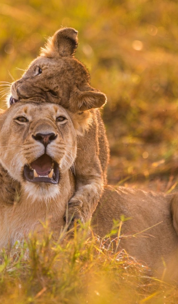 Львенок верхом на маме