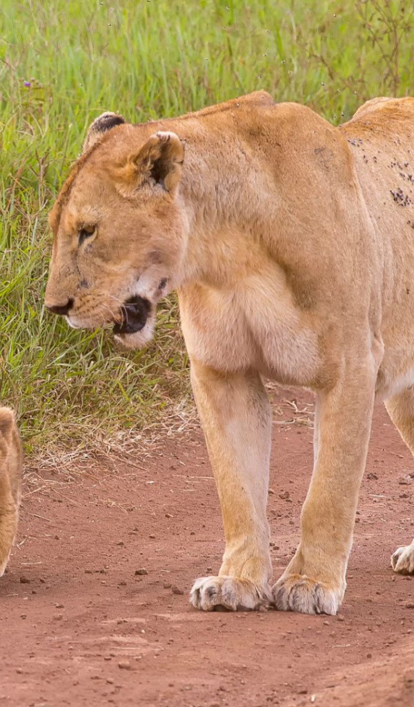 Львенок с мамой идут по дороге
