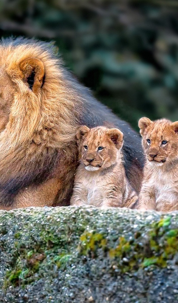Лев охраняет свой выводок