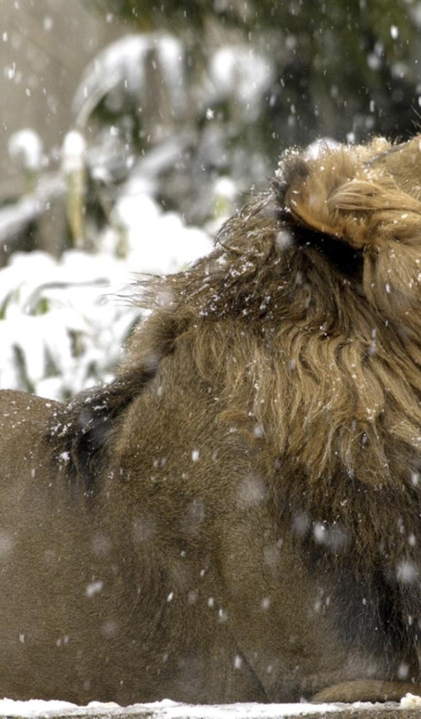 Лев на снегу