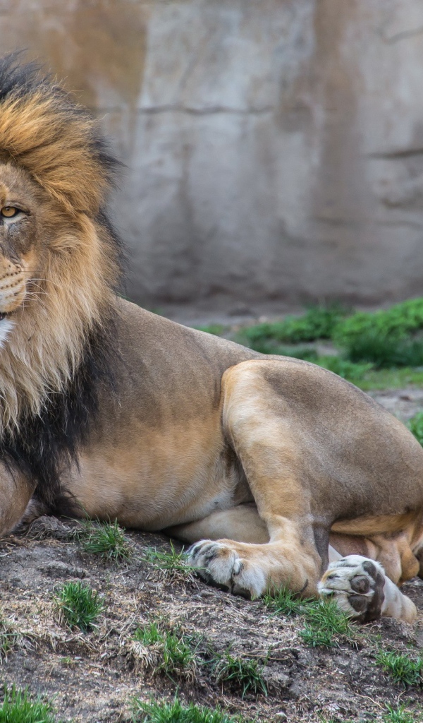 Лев в зоопарке облизывает нос
