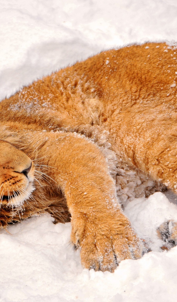 Львенок удобно расположился в снегу