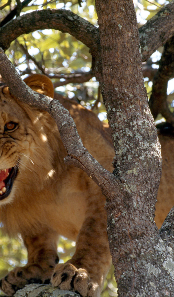Лев рычит на дереве