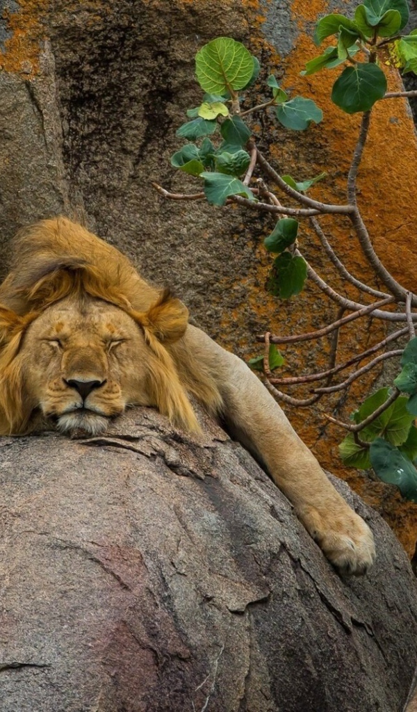 Лев безмятежно спит на камне
