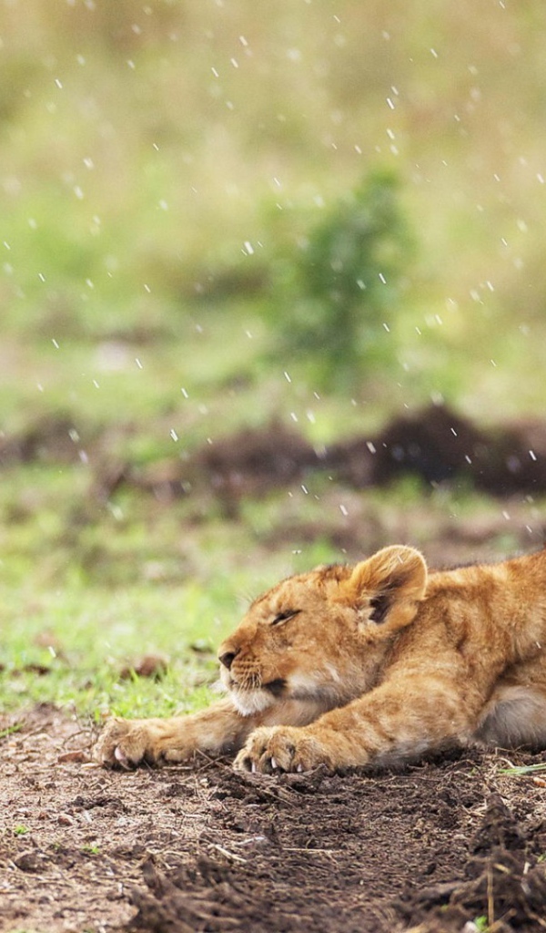 Львенок стоит под дождем