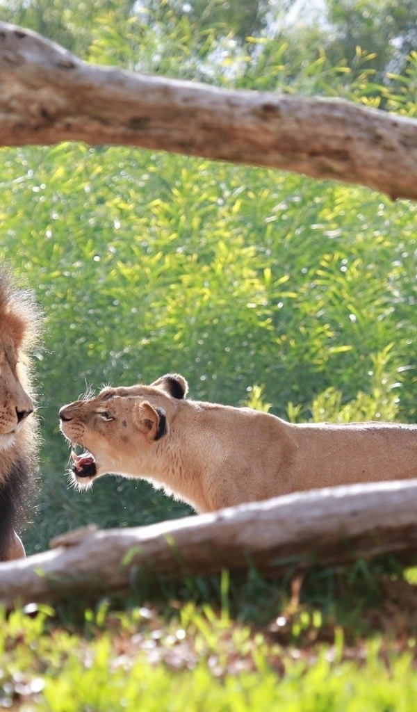 Львица рычит на льва