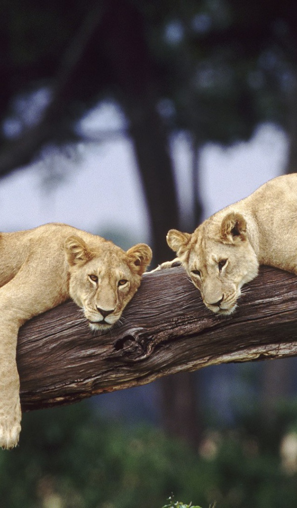 Львицы отдыхают на стволе дерева
