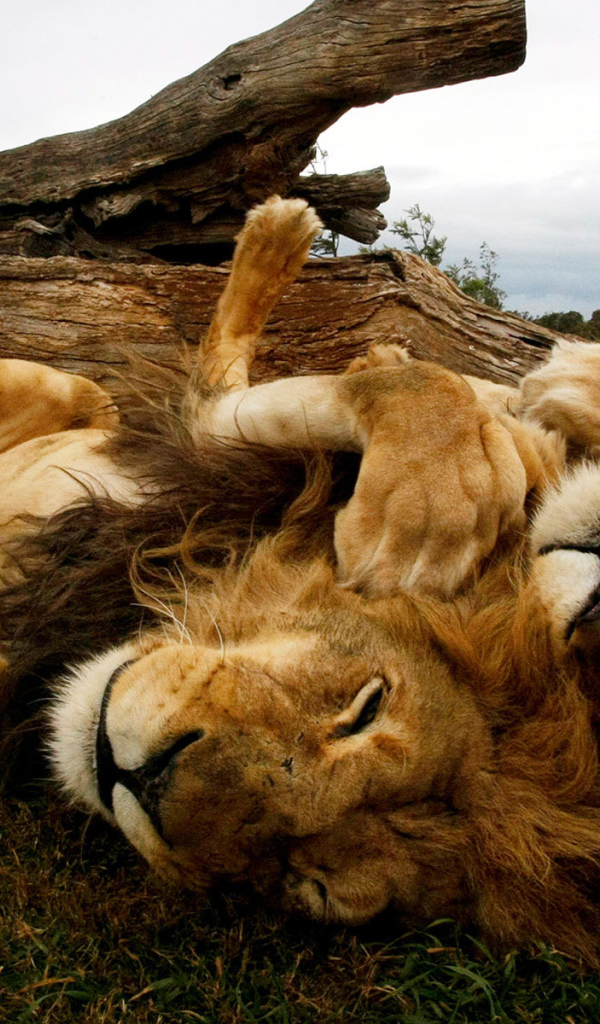 Львы отдыхают на спине