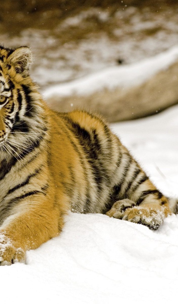 Маленький тигренок на снегу