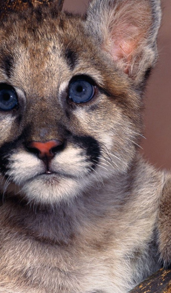 Маленький детеныш пумы