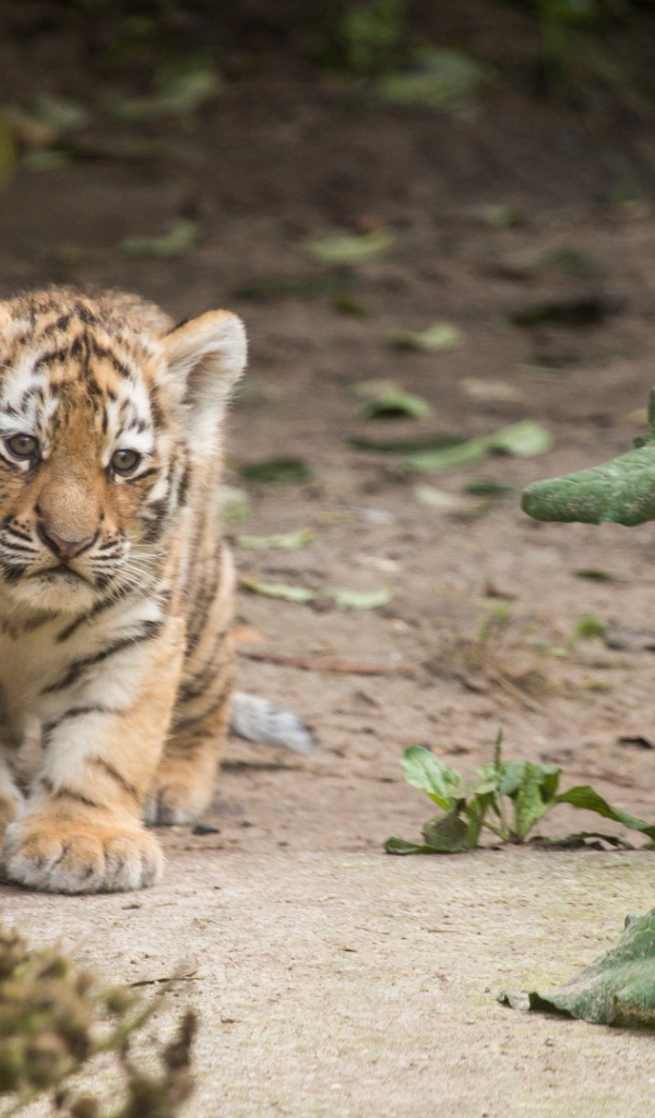 Маленький оранжевый тигренок