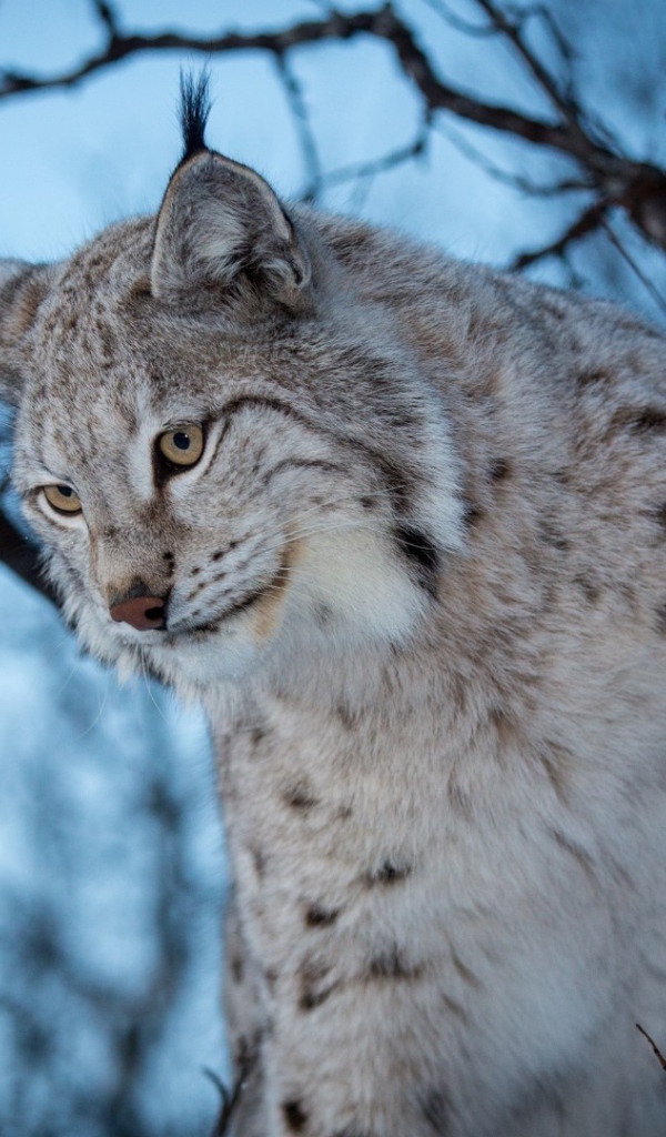 Рысь взбирается на дерево
