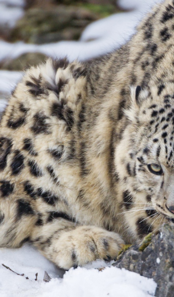 Рысь поедает добычу