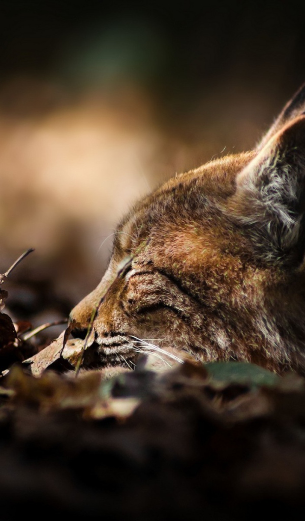 Рысь сидит в засаде