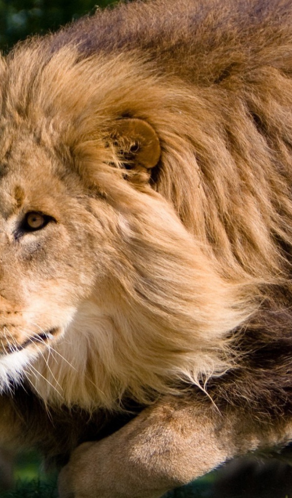 Гривастый лев в прыжке