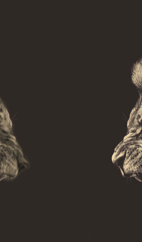 Встреча льва и тигра, серый фон