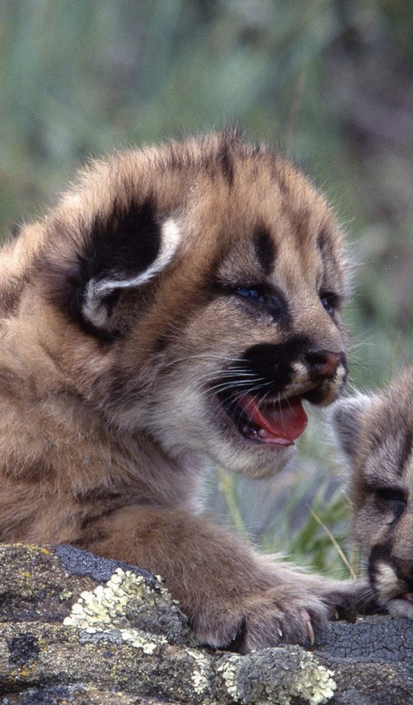 Новорожденные котята леопарда