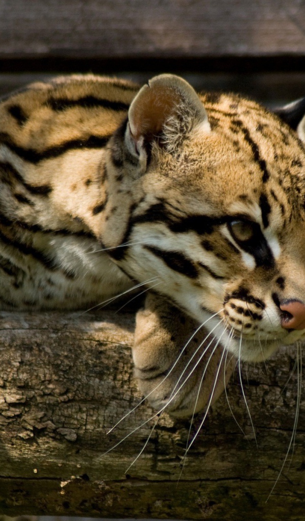 Оцелот повис на деревянной перекладине