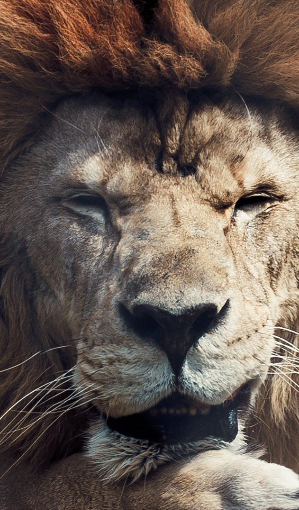 Старый лев в зоопарке