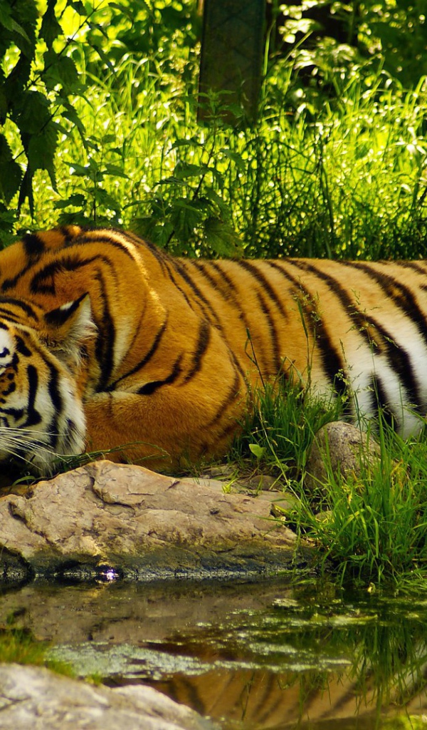 Умиротворенный тигр у воды