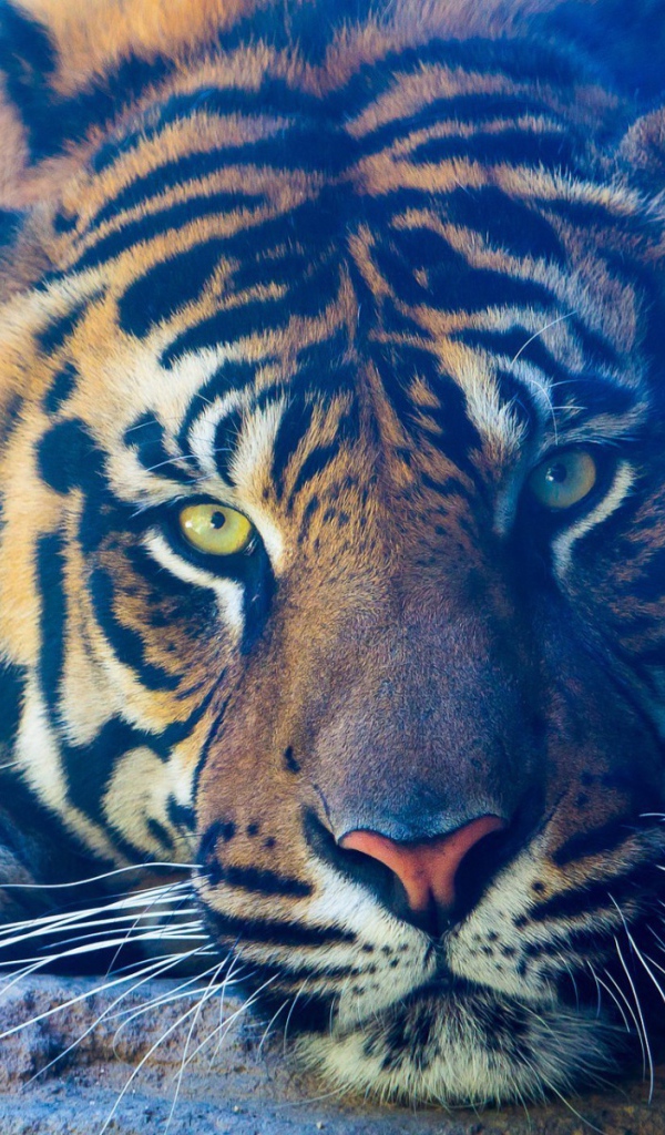 Задумчивый тигр лежит на камне