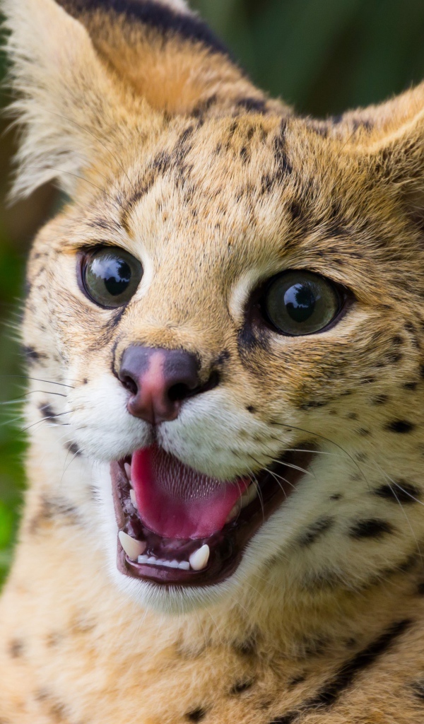 Хищная кошка сервал