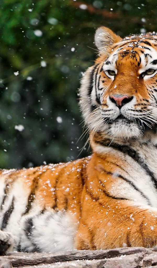 Гордая сибирская тигрица