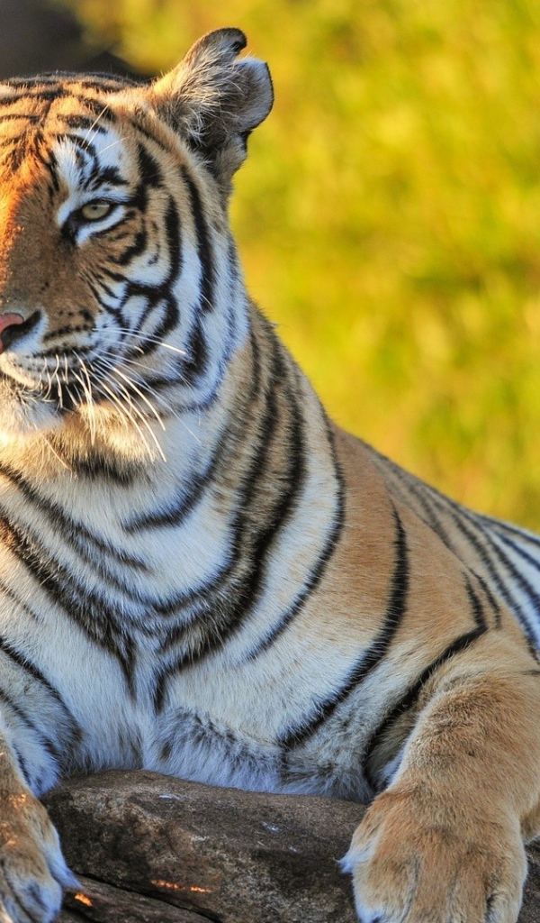 Гордый тигр лежит на камне на фоне зелени