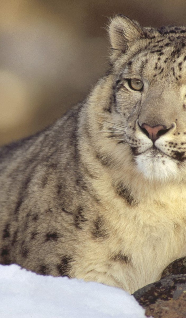 Гордый снежный барс