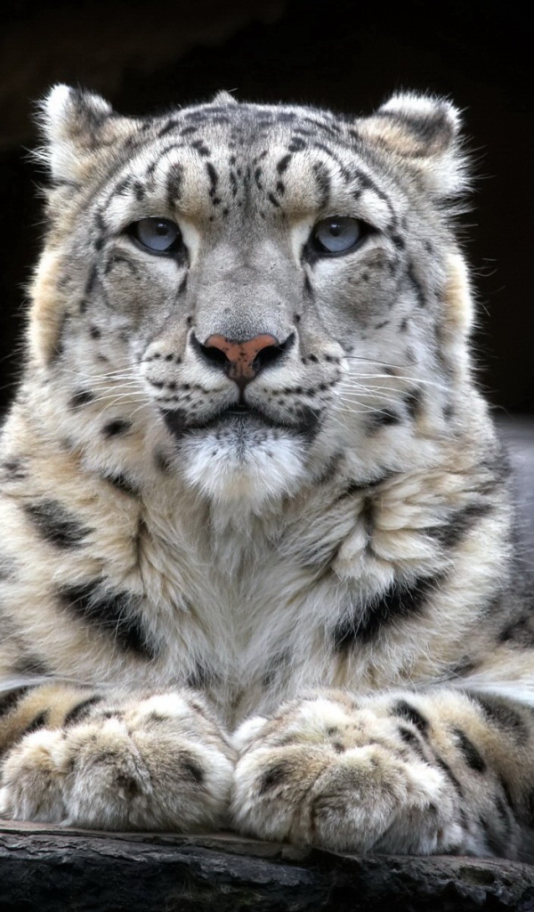 Гордый снежный барс лежит