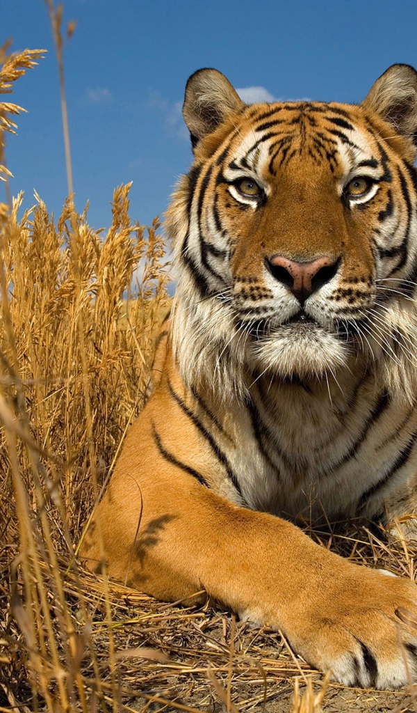 Гордый тигр в сухой траве
