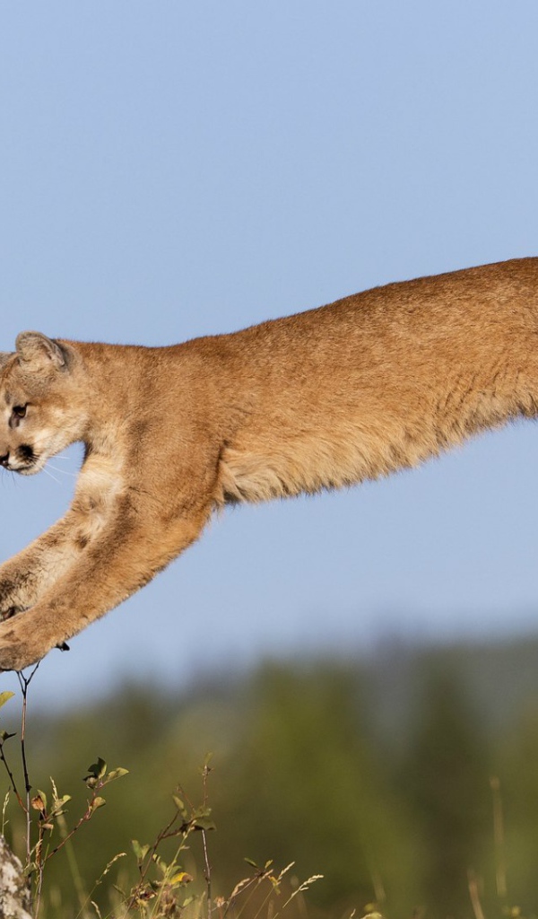 Пума в прыжке