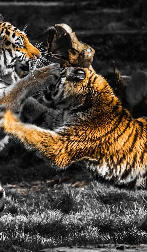 Схватка старого и молодого тигров