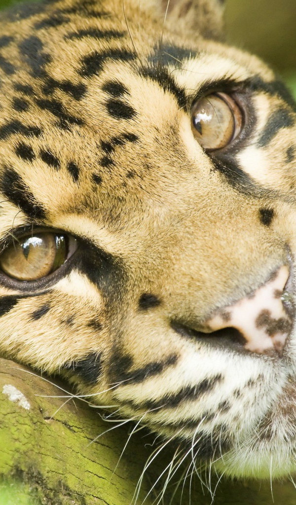 Грустные глаза леопарда