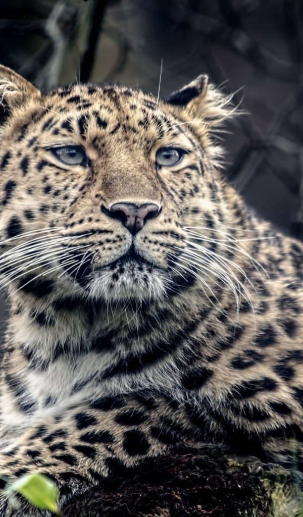 Грустный пятнистый леопард