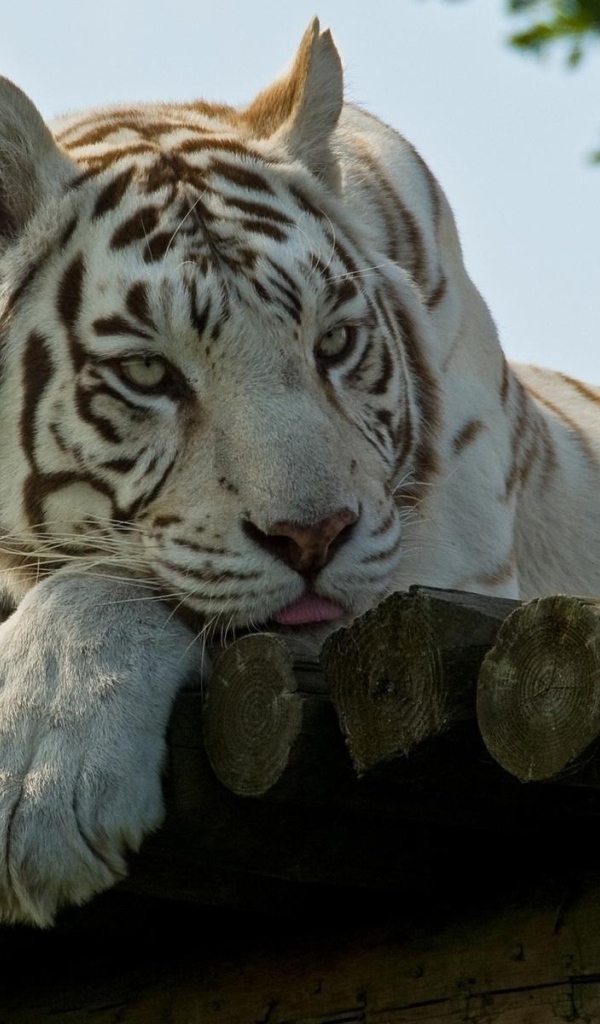 Грустный белый тигр