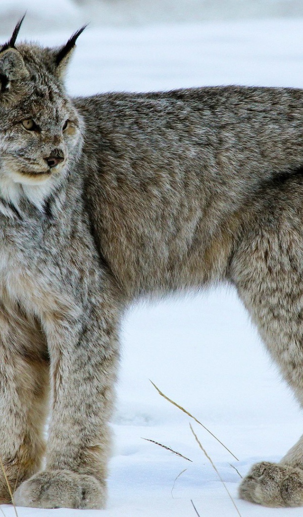 Мохнатая канадская рысь