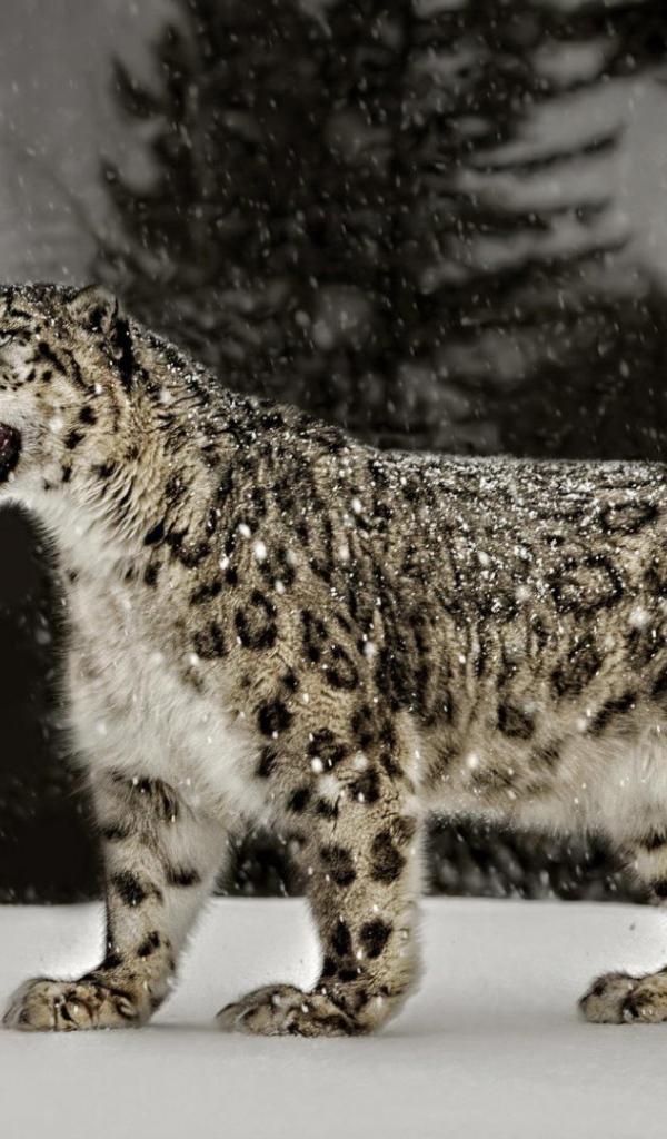 Снежный барс (Ирбис)