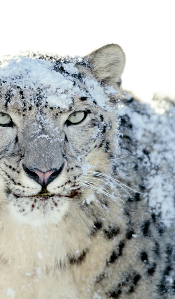 Снег на шерсти белого леопарда