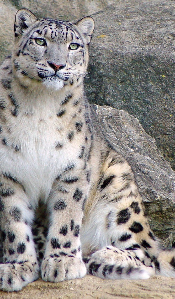 Снежный барс с котенком