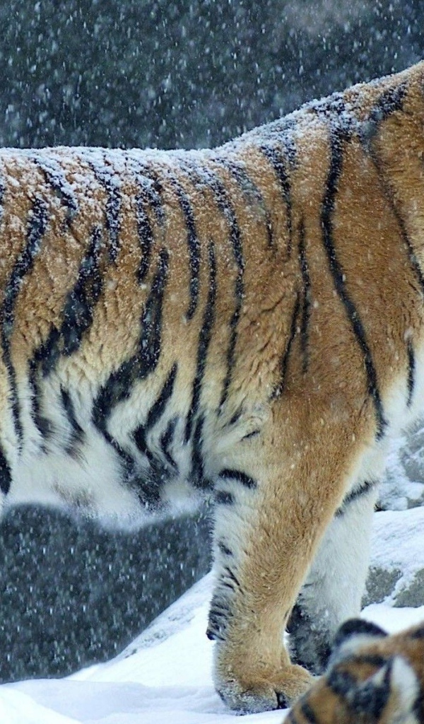 Снег на спине тигра