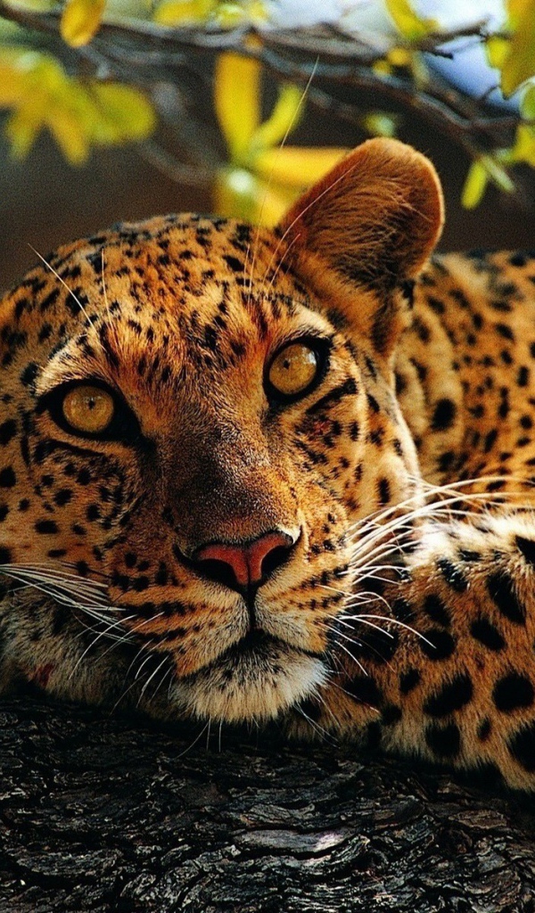 Пятнистый ягуар лежит на дереве